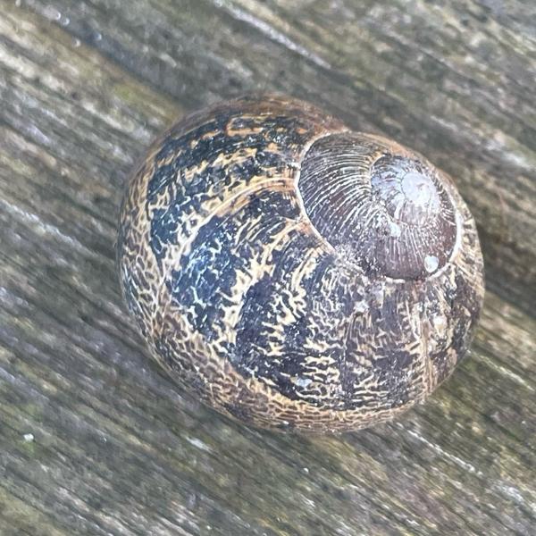 <h3>Cornu aspersum / Brown garden snail / Segrijnslak</h3>